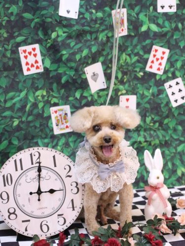 20250422クッキーくん